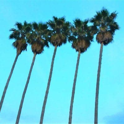 Arthemort Discovery of the Month #6 🤯